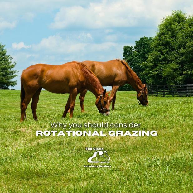 Images FULL CIRCLE EQUINE VETERINARY SERVICES