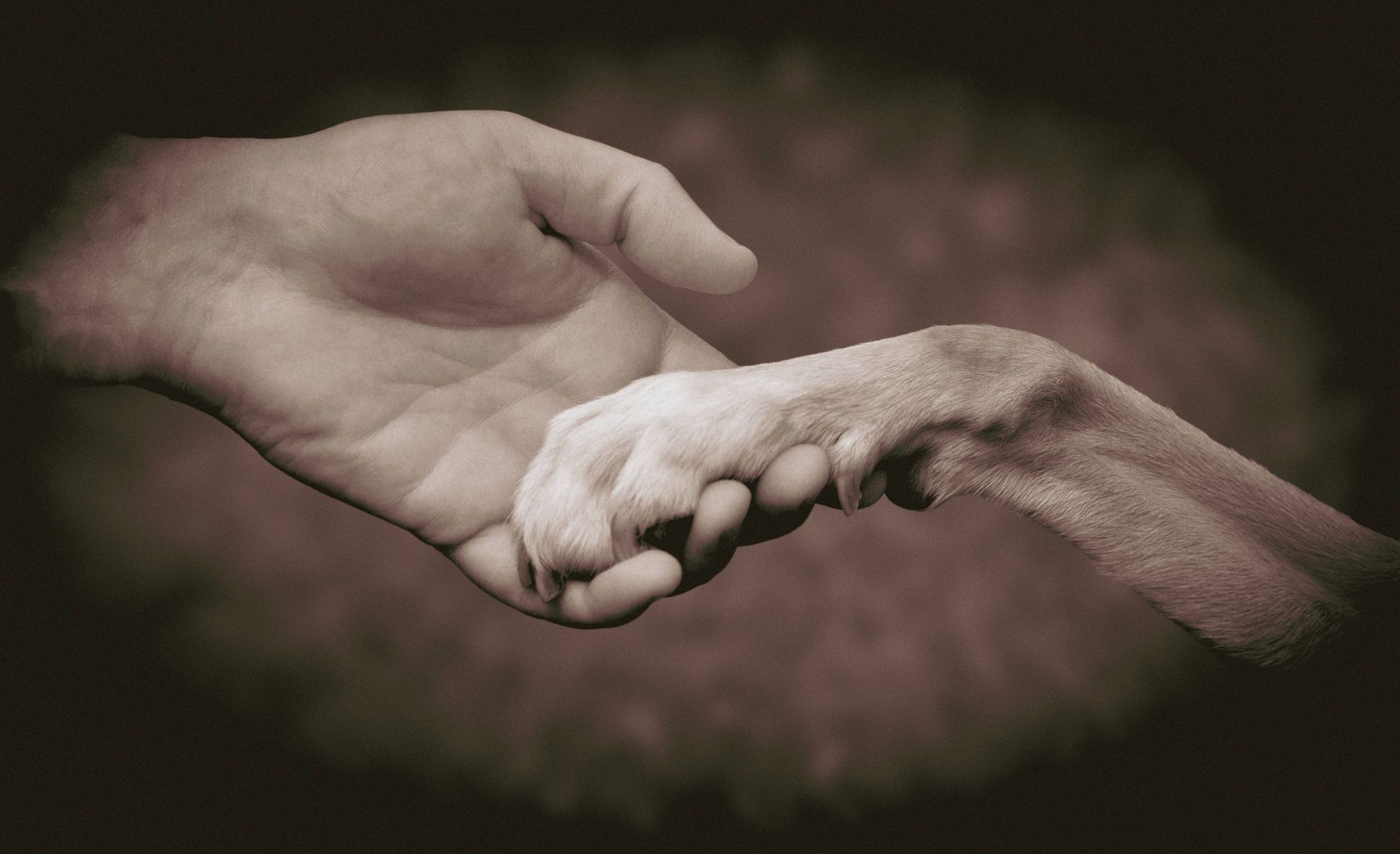 Lenny's Lerntreff - Die freundliche Hundeschule mit Herz in Bad Sobernheim