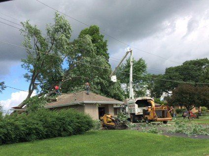 Glovier's Tree Service Photo