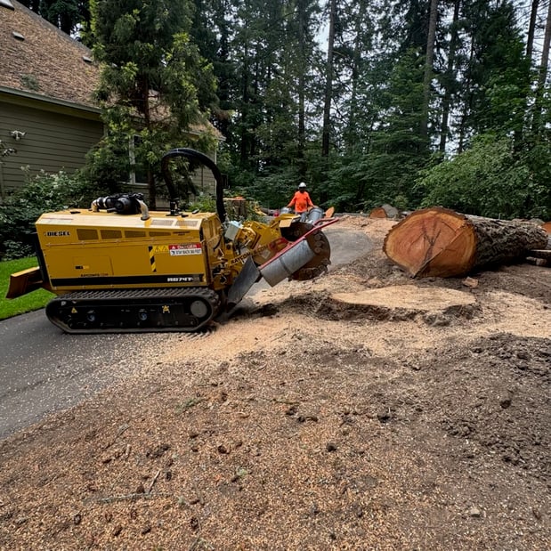 Images Alexa's Tree Service