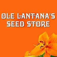 Ole Lantana Seeds Centenary Heights 0480 419 180
