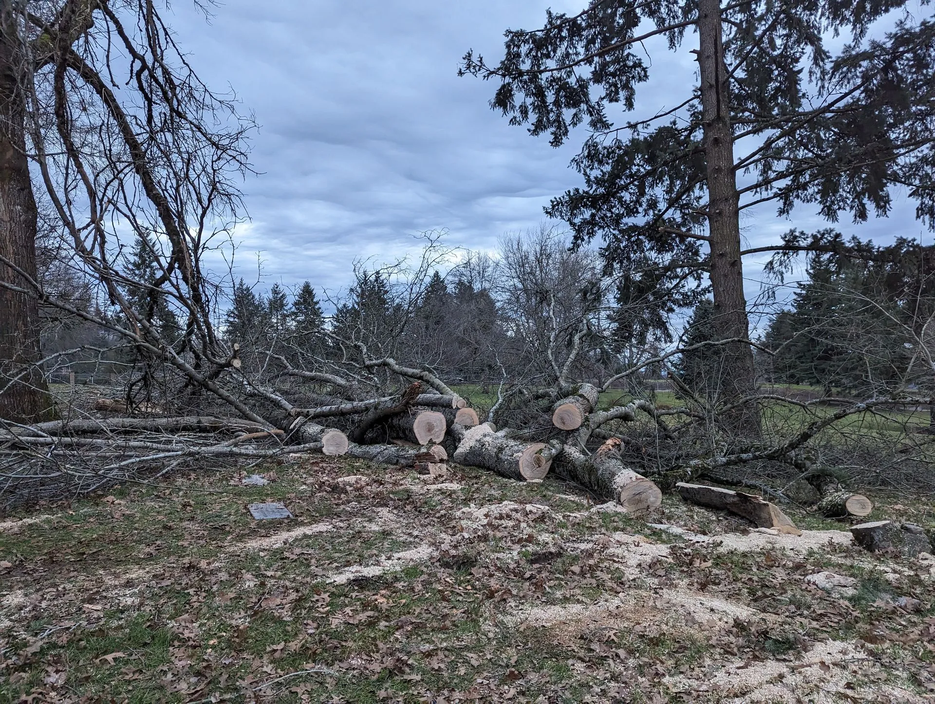 Freshly cut tree sections and branches cover the ground after removal work. The image highlights ext 