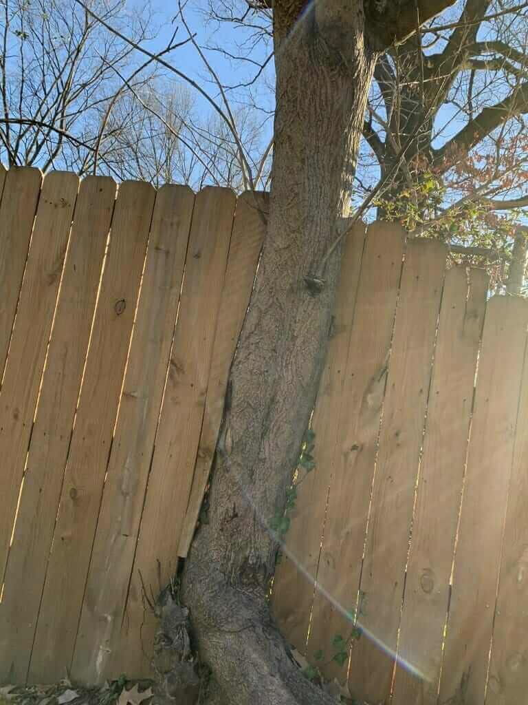 Mister Tree Service Photo