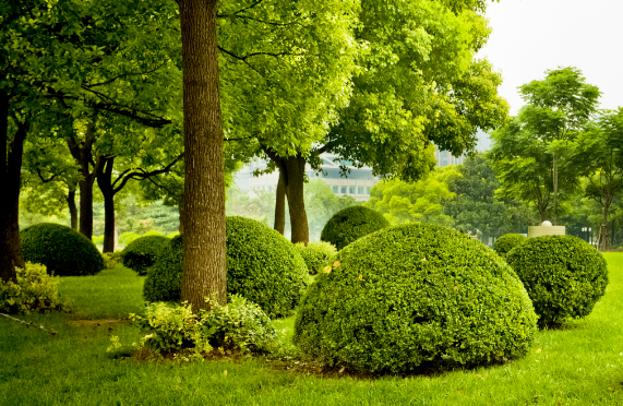 Ashton Tree & Landscape Service