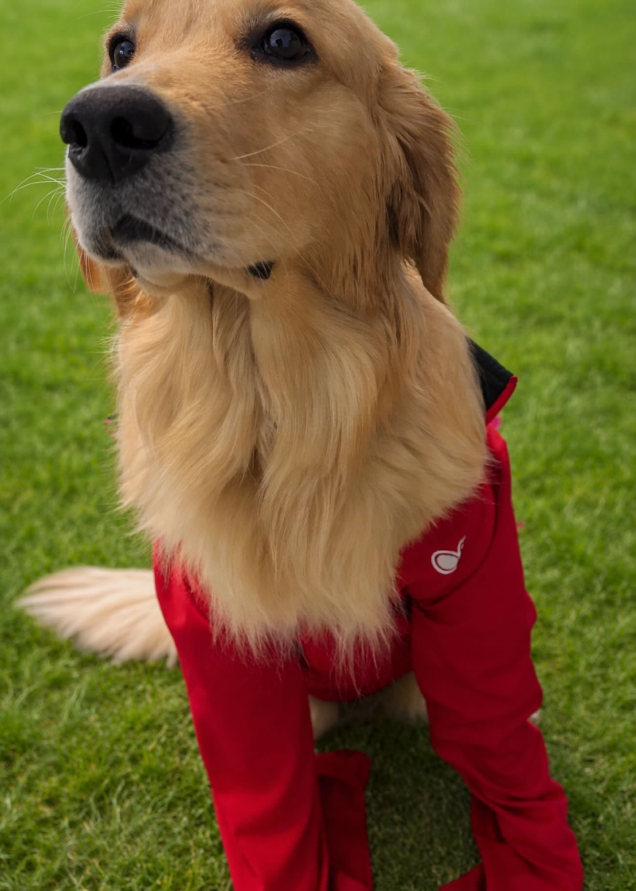 A photo from National Dress Up Your Pet Day! We have one of our furry friends here dressed up in our State Farm QuarterZips.