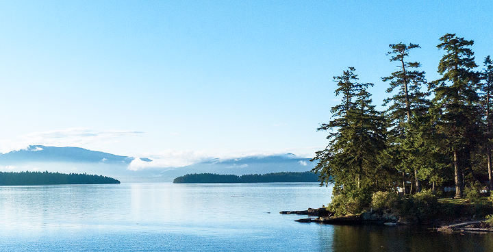 A cluster of pine trees next to a lake.