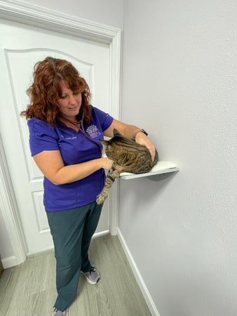 Images Sunshine Animal Hospital