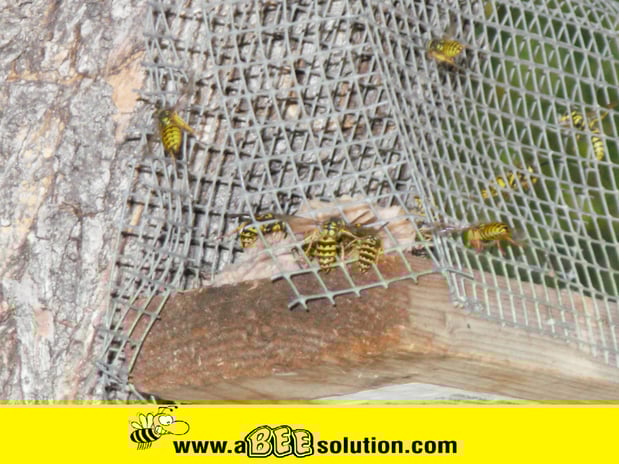 Images A Bee Solution