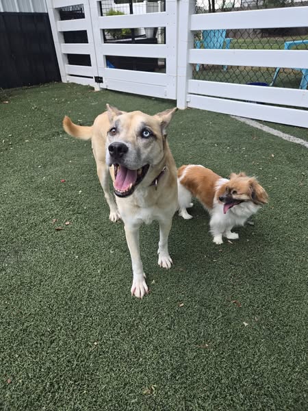 Images Wag Watchers DayCare & Spa