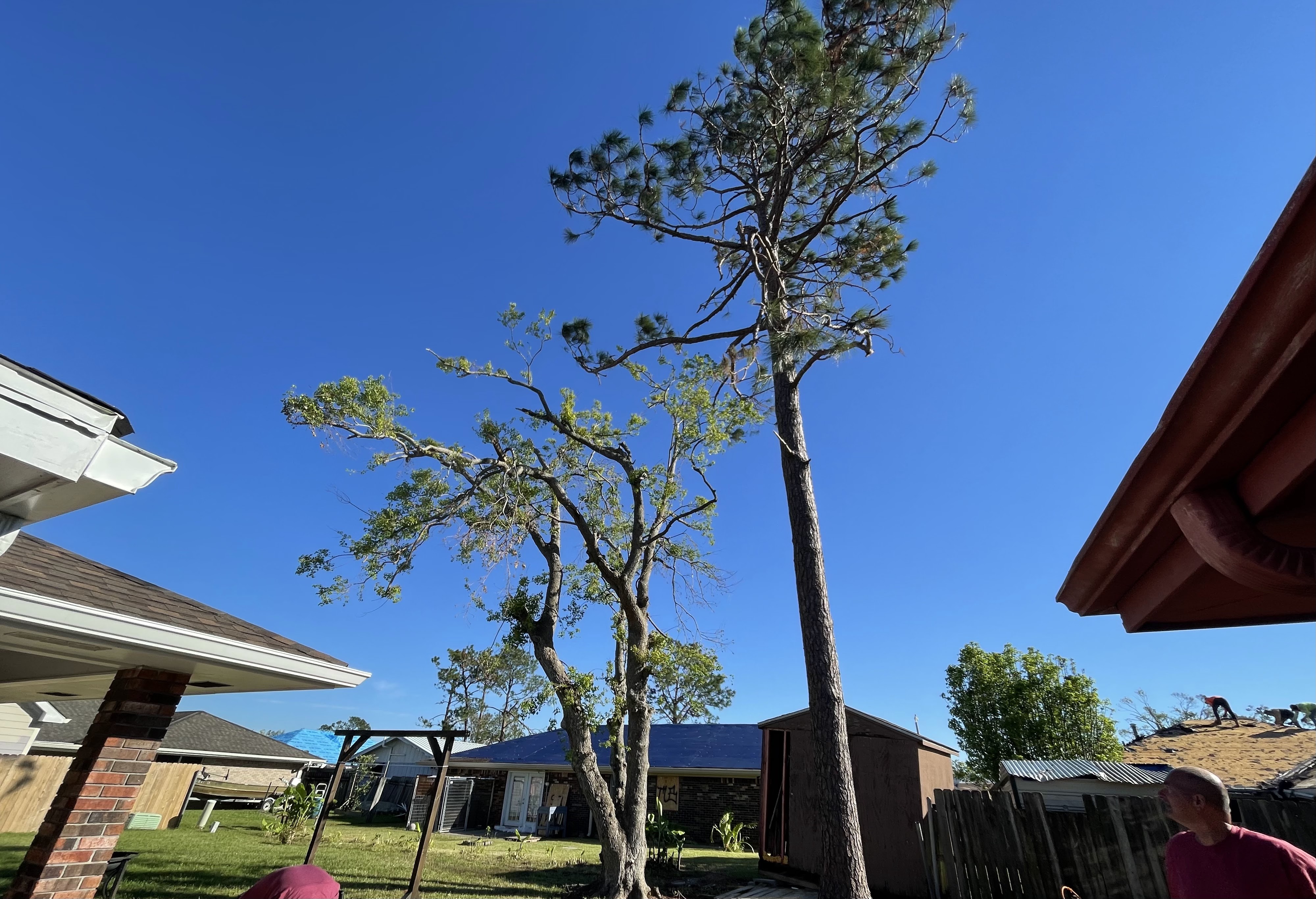 A wide shot of a suburban backyard with two large pine trees, a small wooden shed, and houses in the background, under a clear blue sky. Several people are visible working on a damaged roof in the distance. The foreground features a brick pillar supporting a white awning.