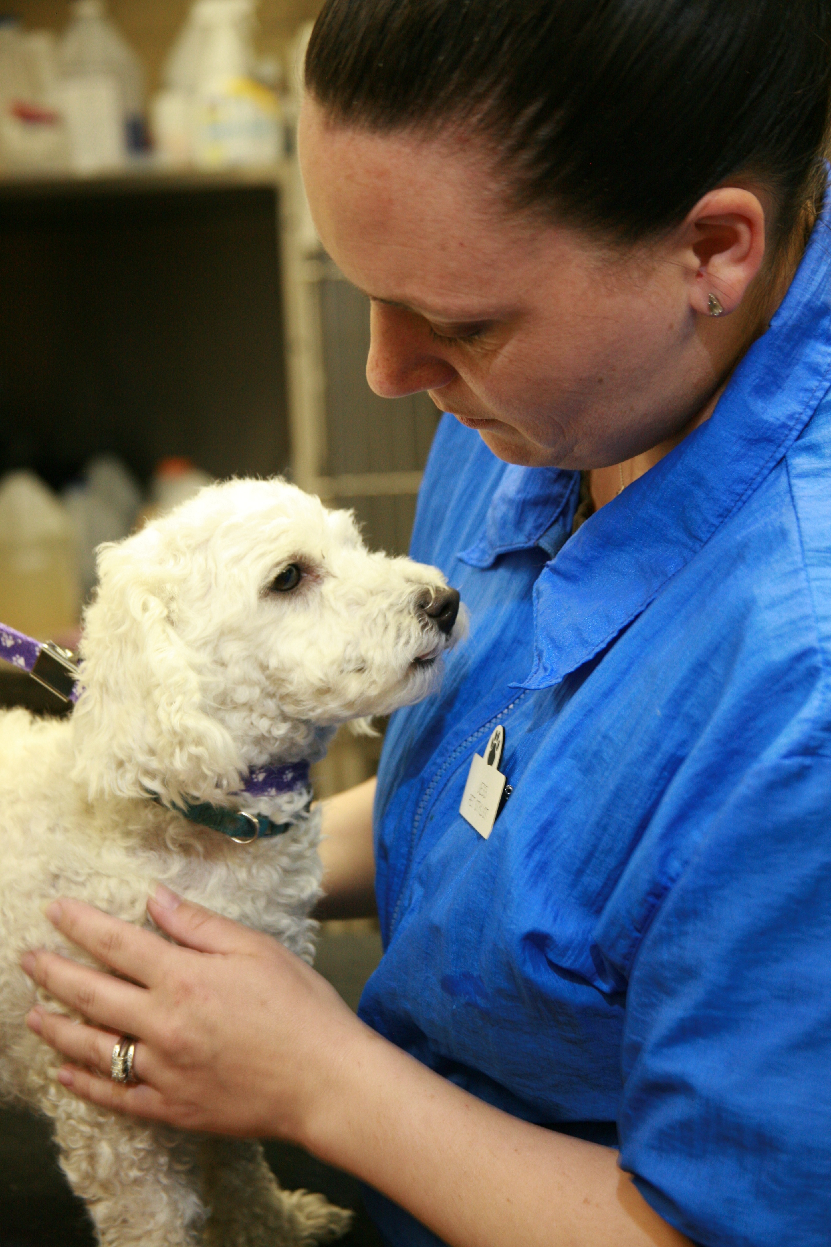 Companion pet clinic coupons