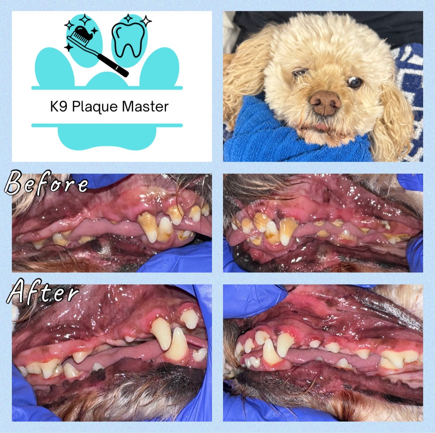 Images K9 Plaque Master Inc.