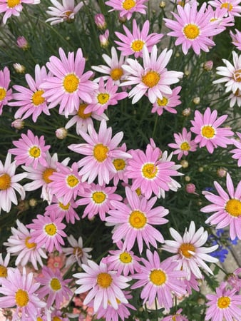 Images Mary's Greenhouse