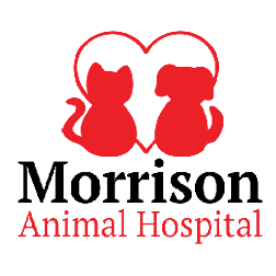 Morrison Animal Hospital In Garden City Mi 48135 1 734 425