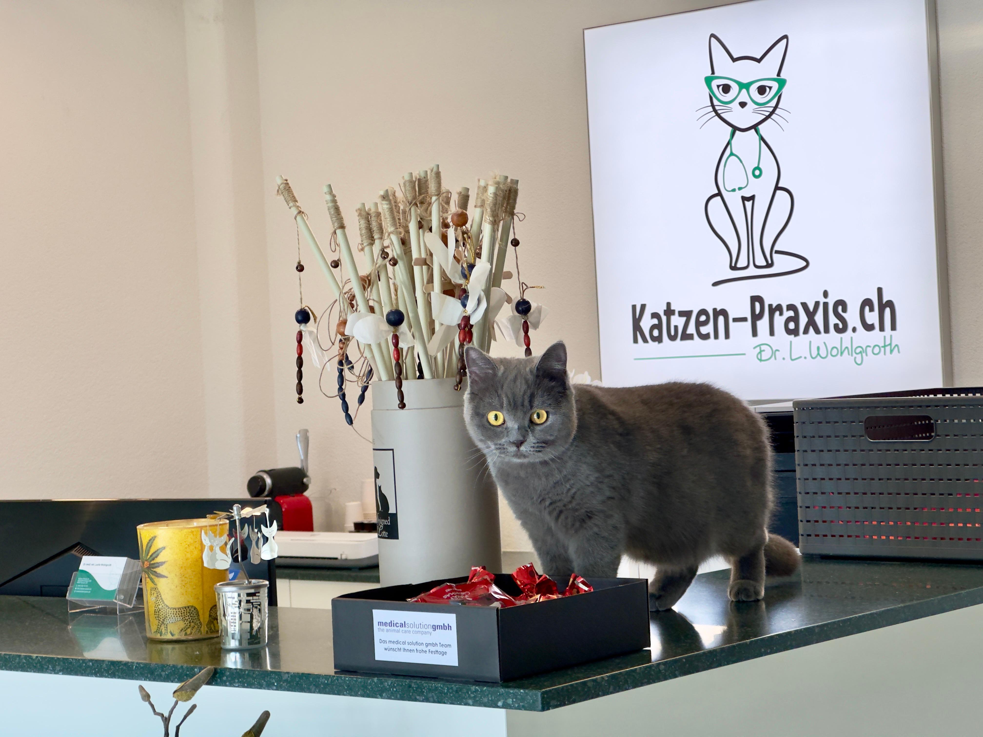 Bilder Katzen-Praxis.ch