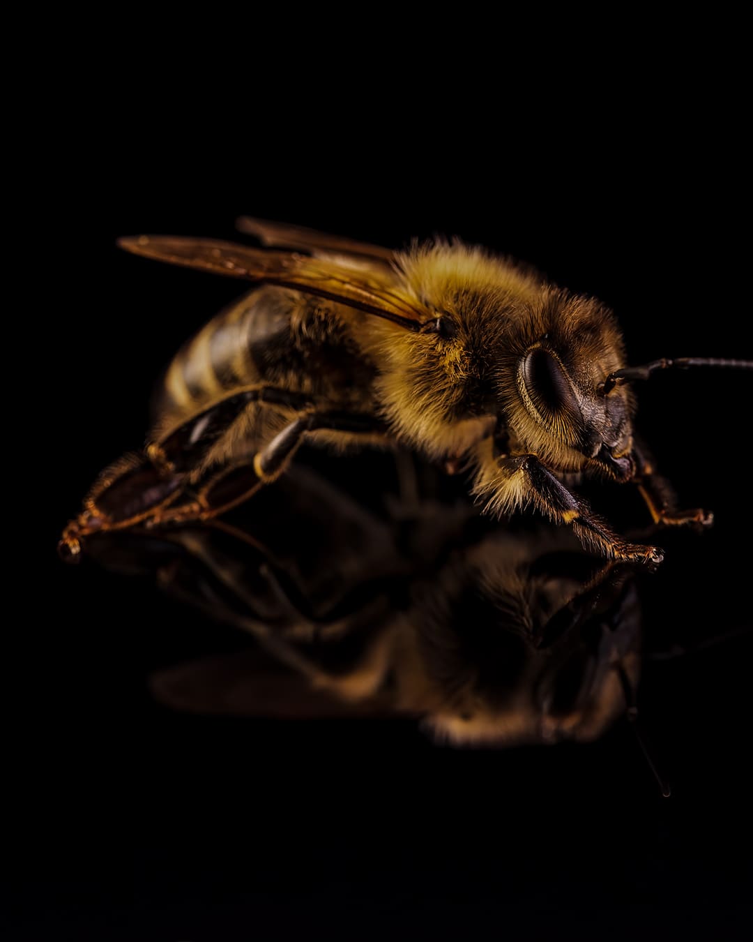 Agapie - Produzent & Lieferant für Bienengift, Gelee Royal, Propolis, Johannesstraße 39-45 in Stuttgart