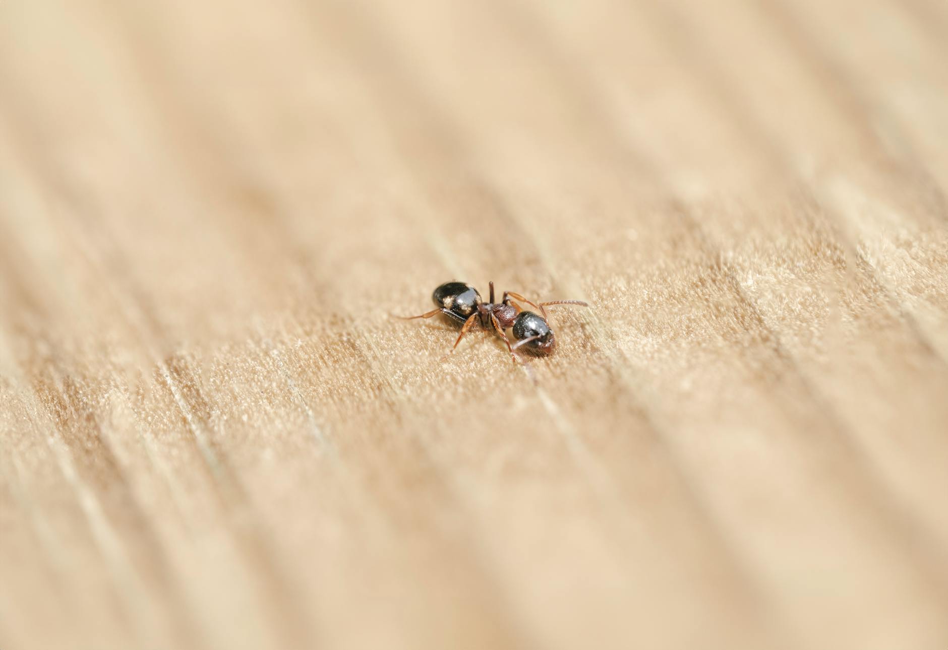 Asa Pest Services llc
