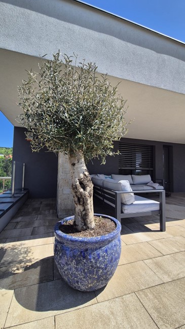 Images Terra Hungary - Olive trees and more