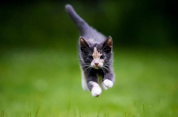 Images RLM Veterinary Services P.C.