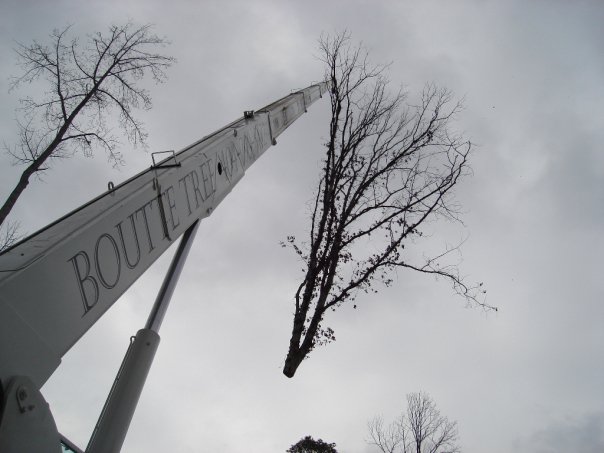 Boutte Tree, Inc. Photo