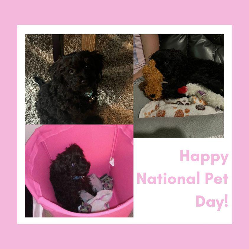 In honor of National Pet Day yesterday, we wanted to show off Nick and Lindsay's cute pup! Give your pet some extra love today.