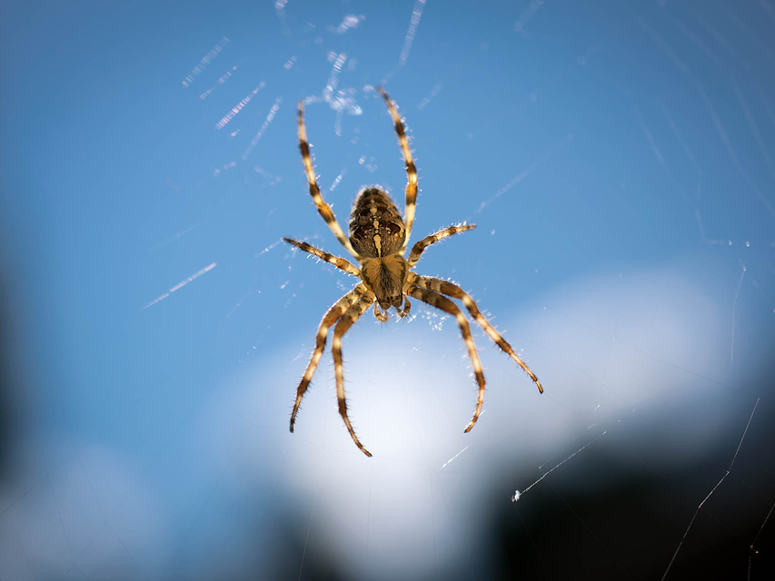 Facility Pest Control Photo