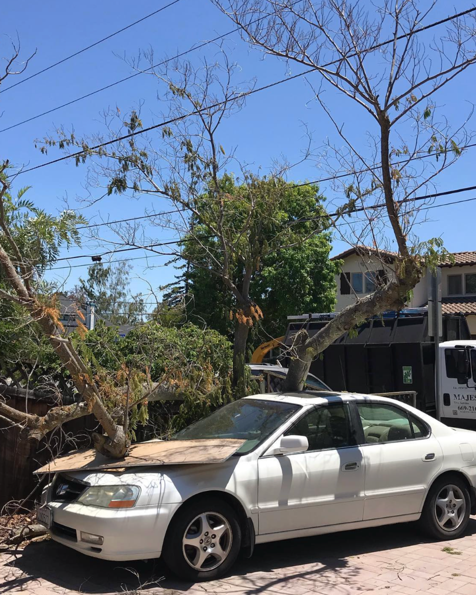 Majestic Tree Service
