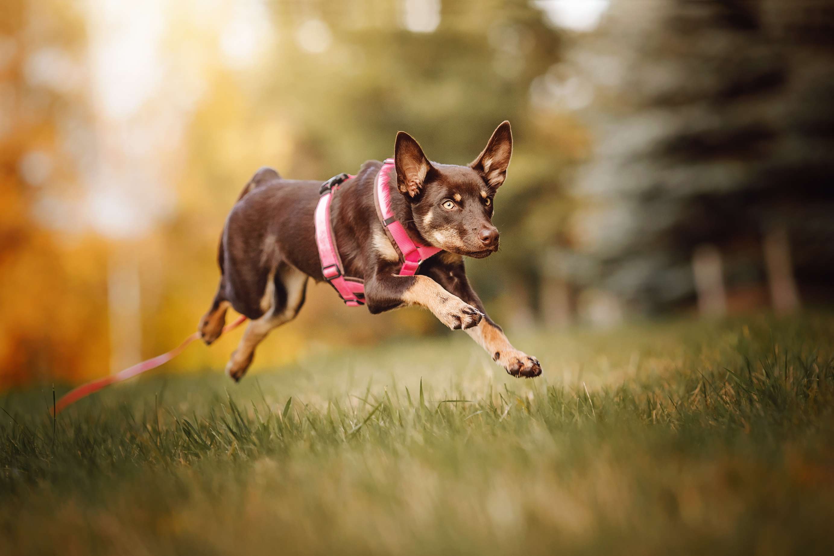 Hundeschule DogGeeks® TonCane: Online & Mobil, Voßbarg 23 in Seevetal