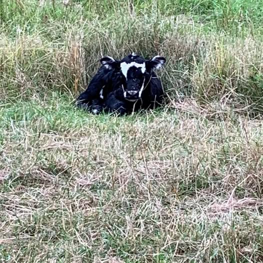 Images Shady Ridge Farm, LLC