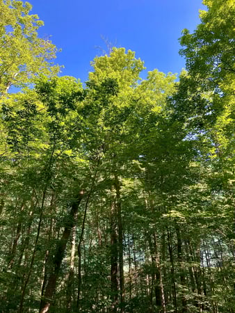 Images Redwood Inn & Suites