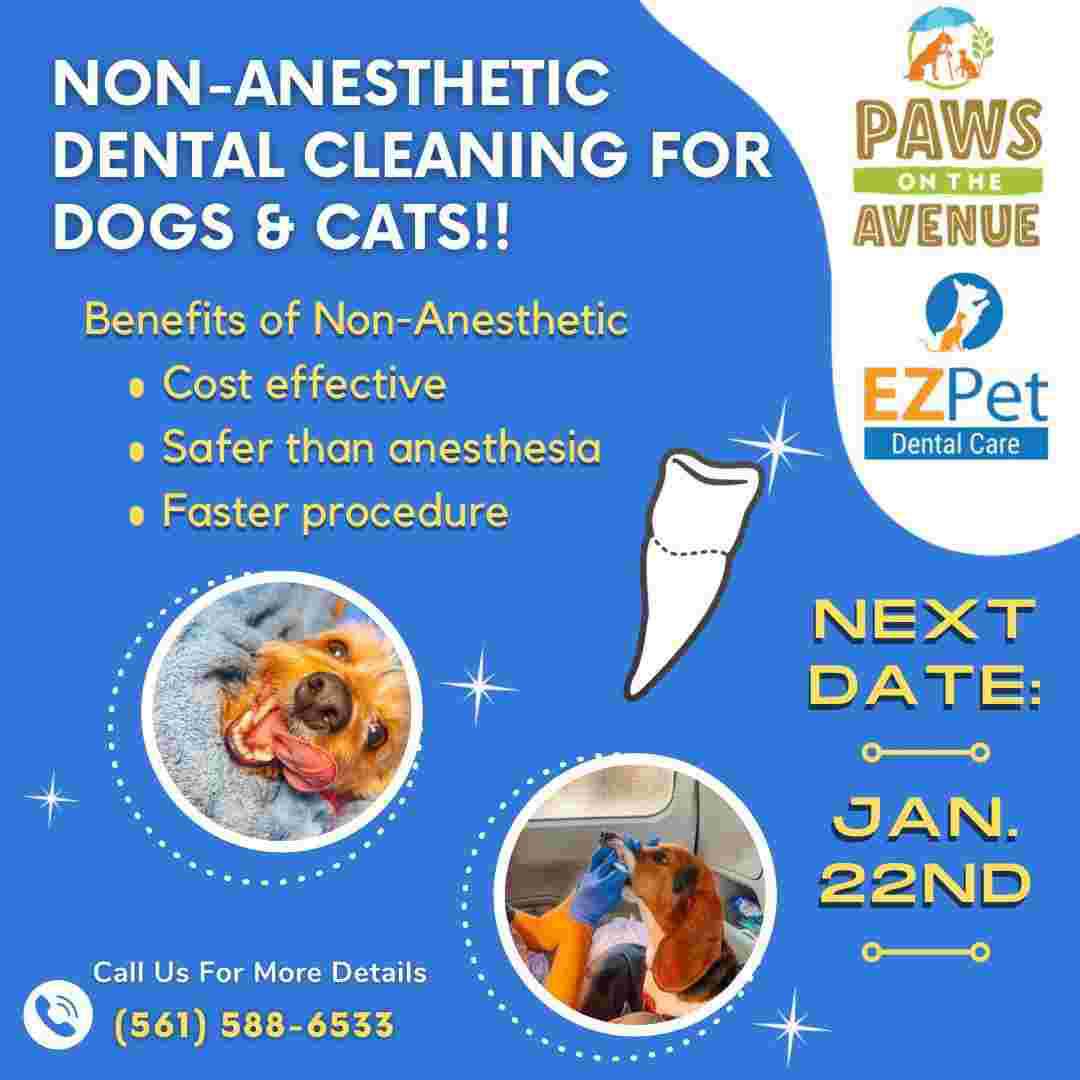 Ez Pet NonAnesthetic Dental Paws On The Avenue