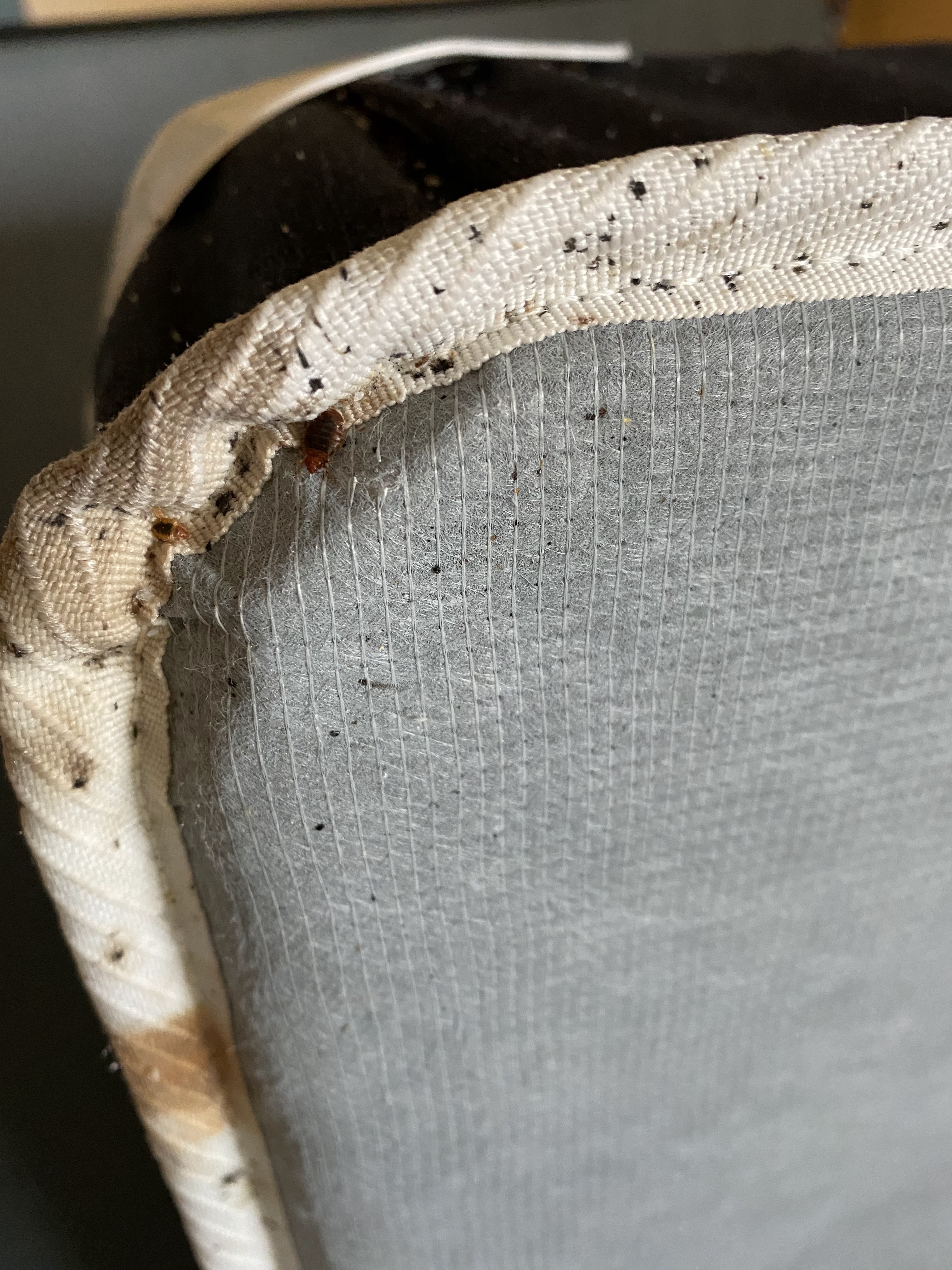Images Gestion Parasitaire Robert Maheu