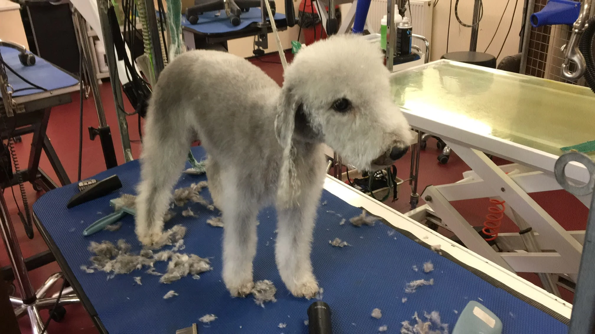 Images Your Dog Grooming Salon