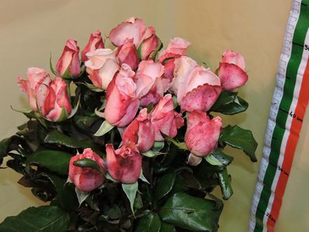 Images Viglietti Sergio - Export Fiori