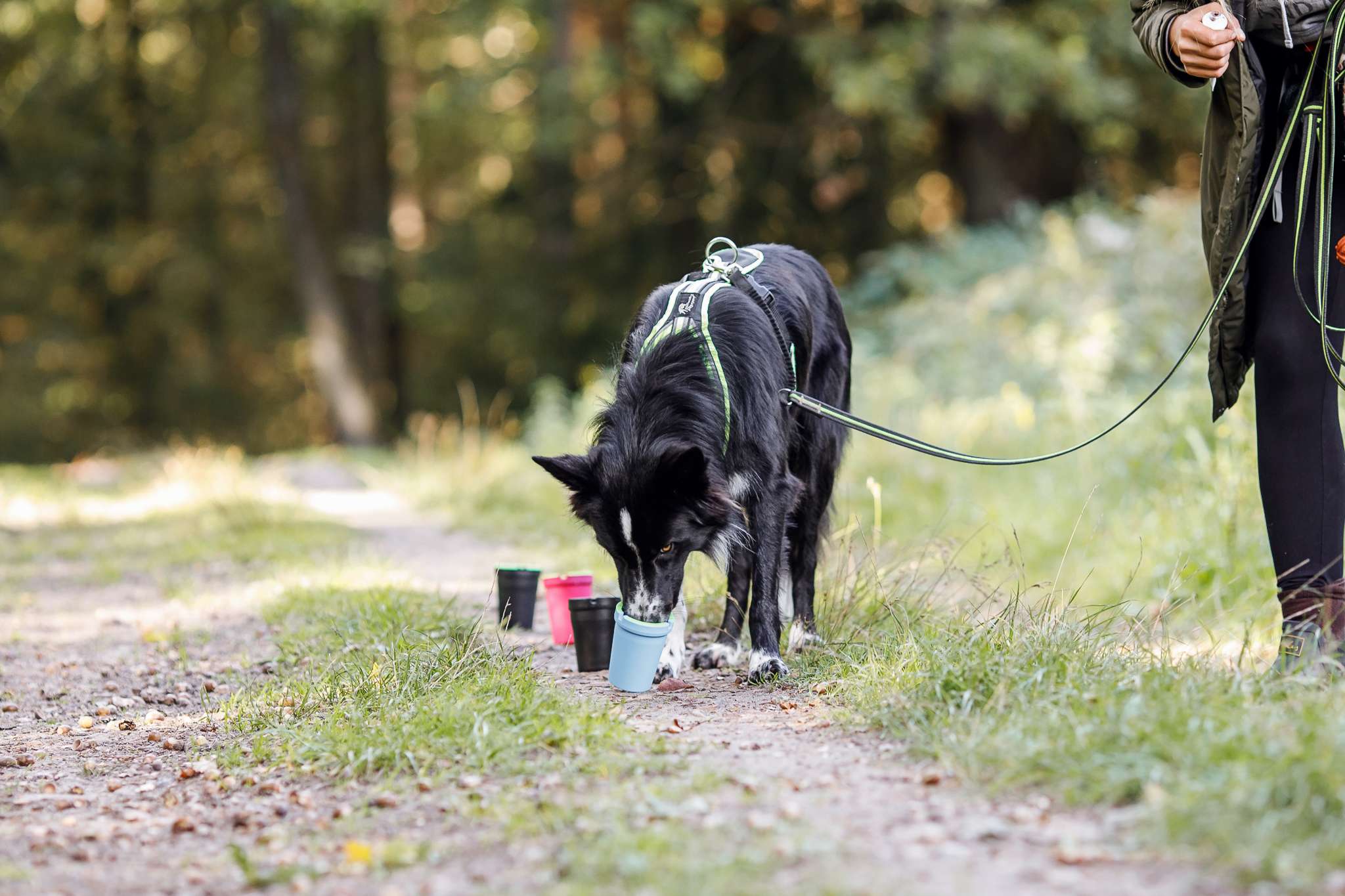 Hundeschule DogGeeks® TonCane: Online & Mobil, Voßbarg 23 in Seevetal