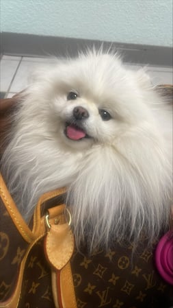 Images VCA Preston Park Animal Hospital