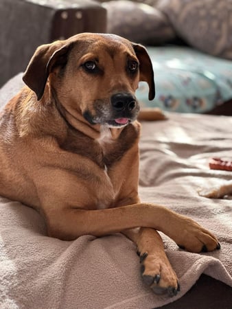 Images Leash and Love LLC