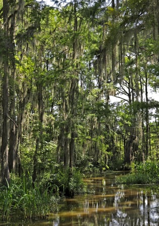 Images Cajun Encounters Tour Company