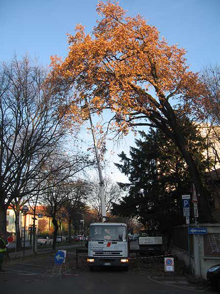 Images L'Impresa Reggiana di Giardinaggio