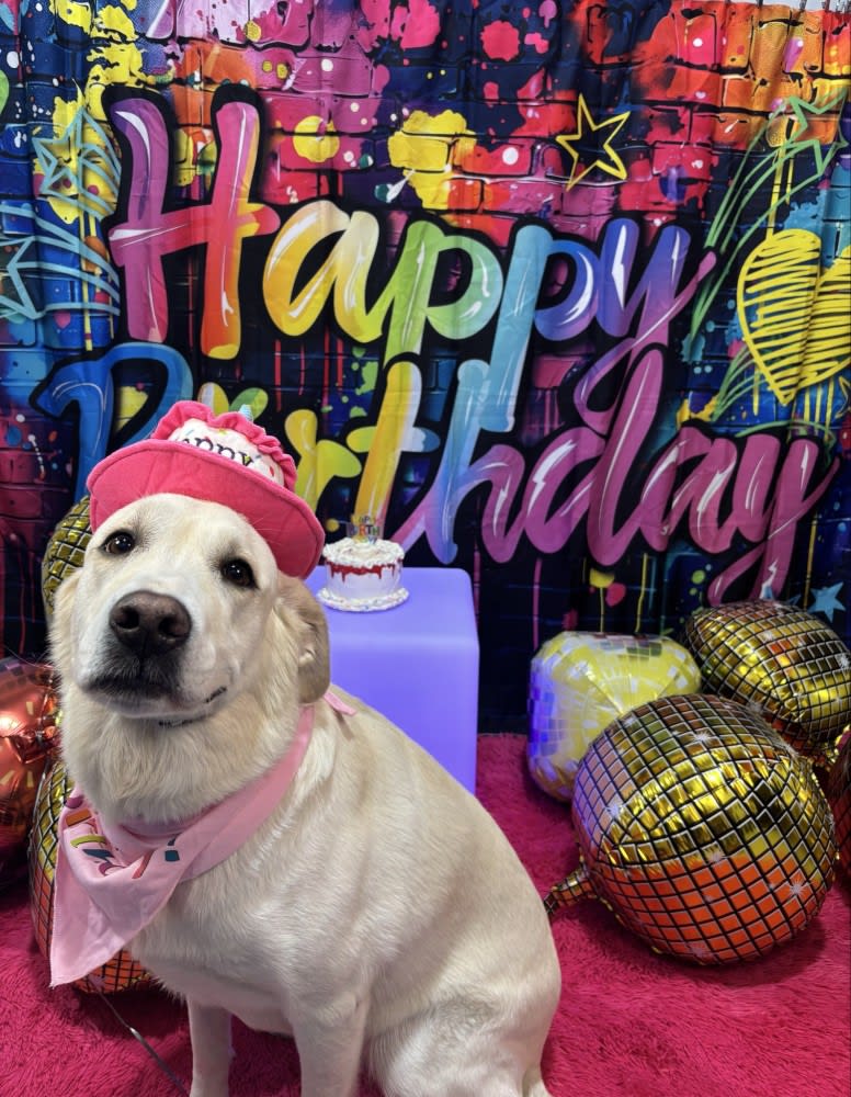 The Dog Stop - Katy Image