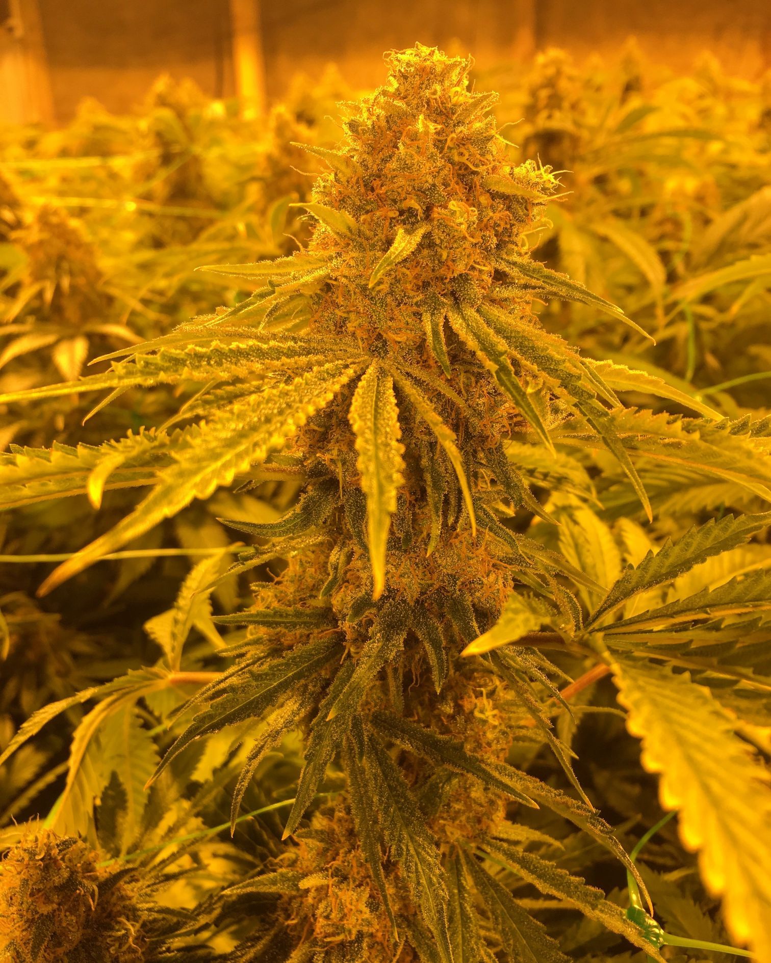 Sensimilla Affoltern am Albis, Zürichstrasse 67 in Affoltern am Albis