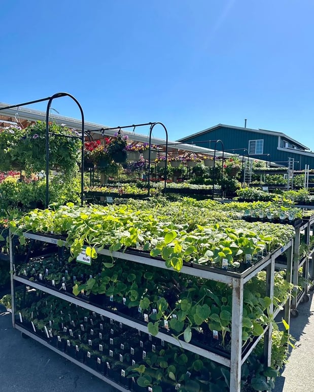 Images Orchard's Nursery
