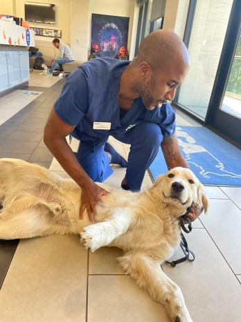 Images VCA West Los Angeles Animal Hospital