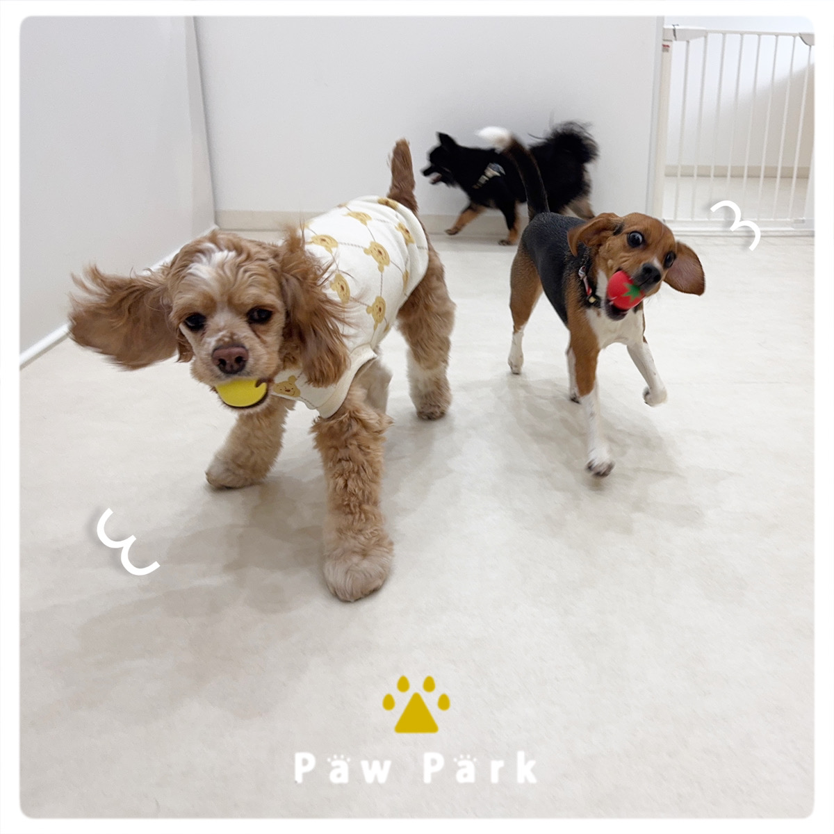 Images PawPark 犬のようちえん 高槻店