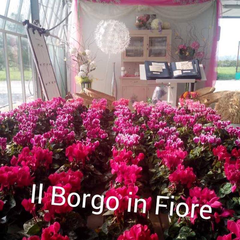 Images Il Borgo in Fiore