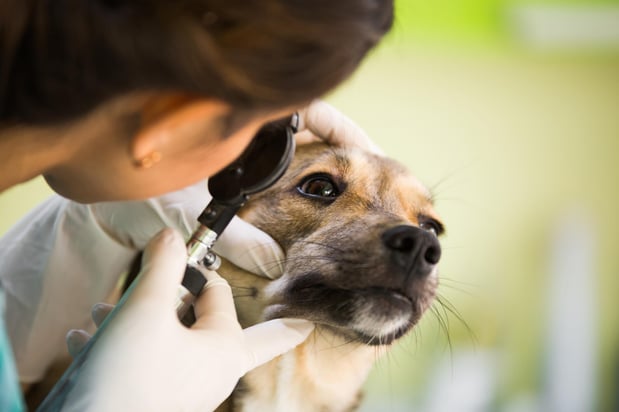 Images Banfield Pet Hospital