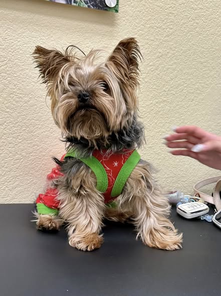 CityVet | Providence dog patient!