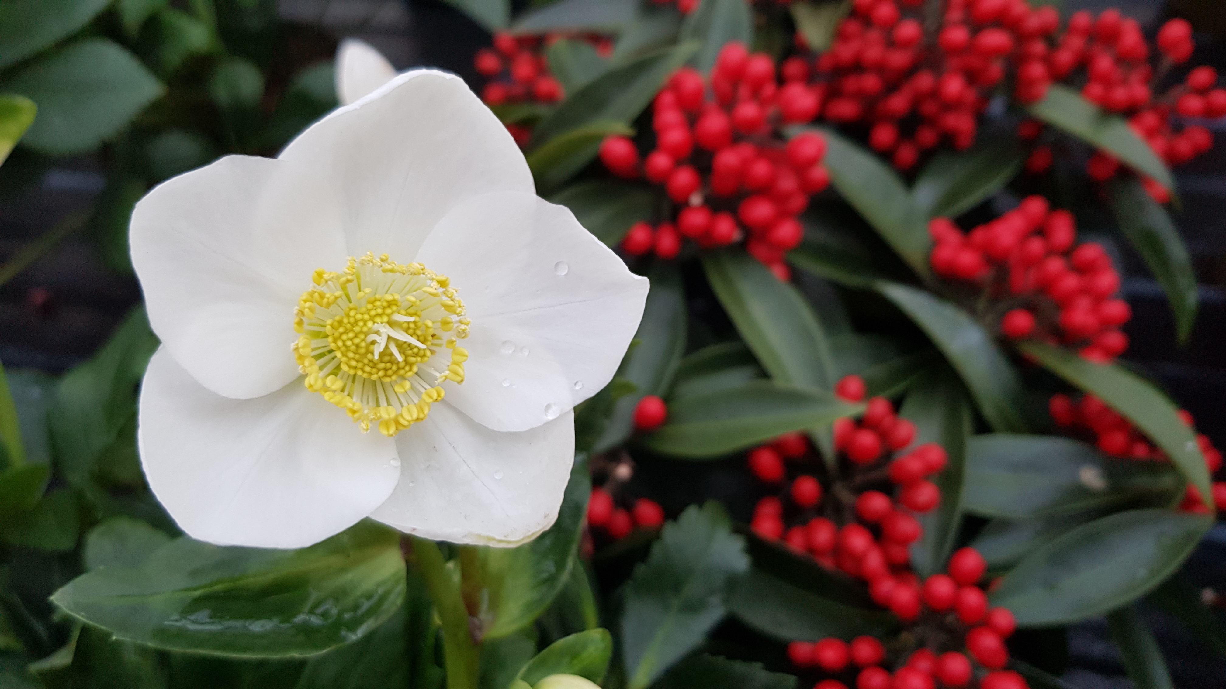 Bilder Jardinerie Fleuristerie Hämmerli SNC