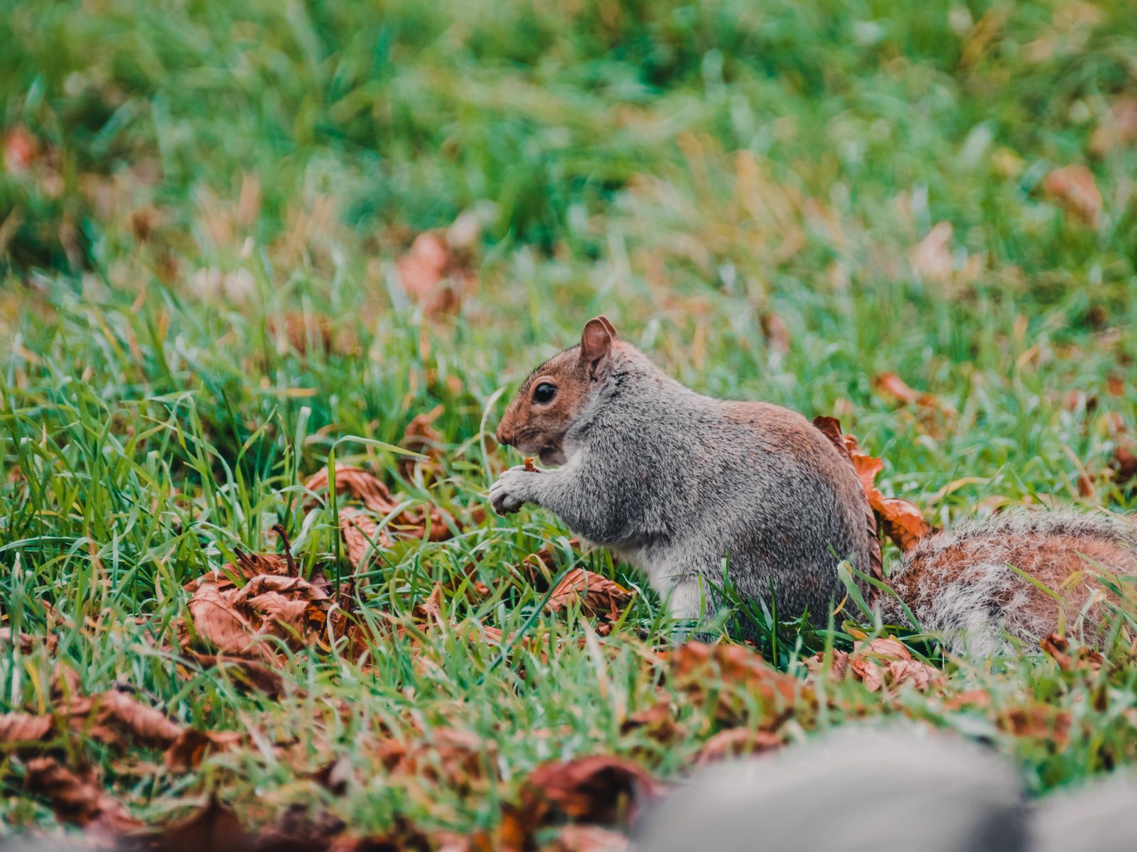 C & T Wildlife Control Exclusion