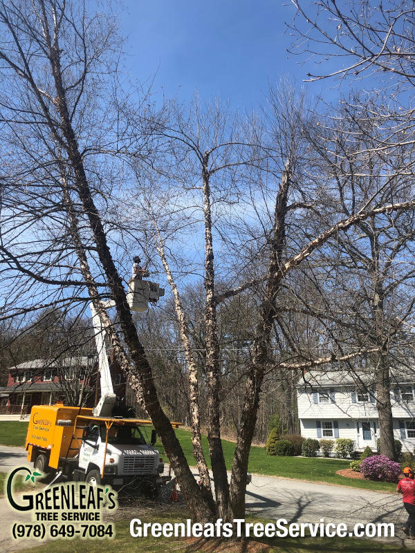 Greenleaf's Tree Service Photo